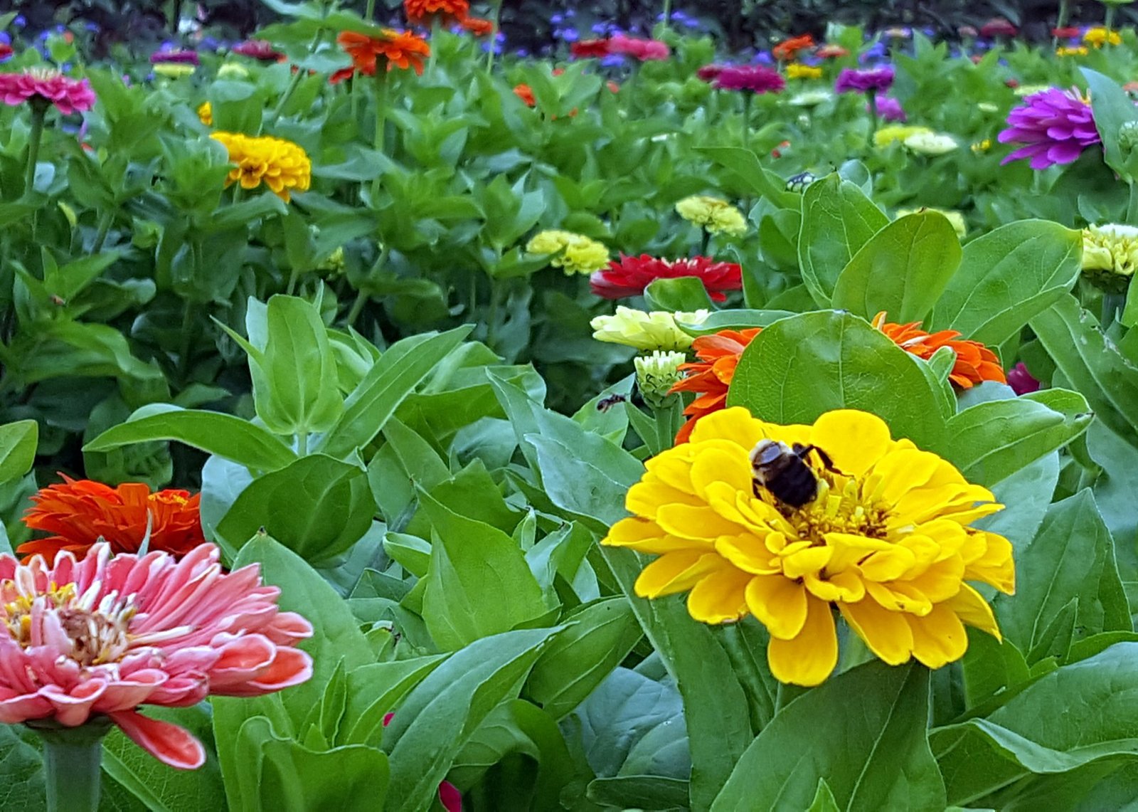 pick your own flowers at these flower farms in new york