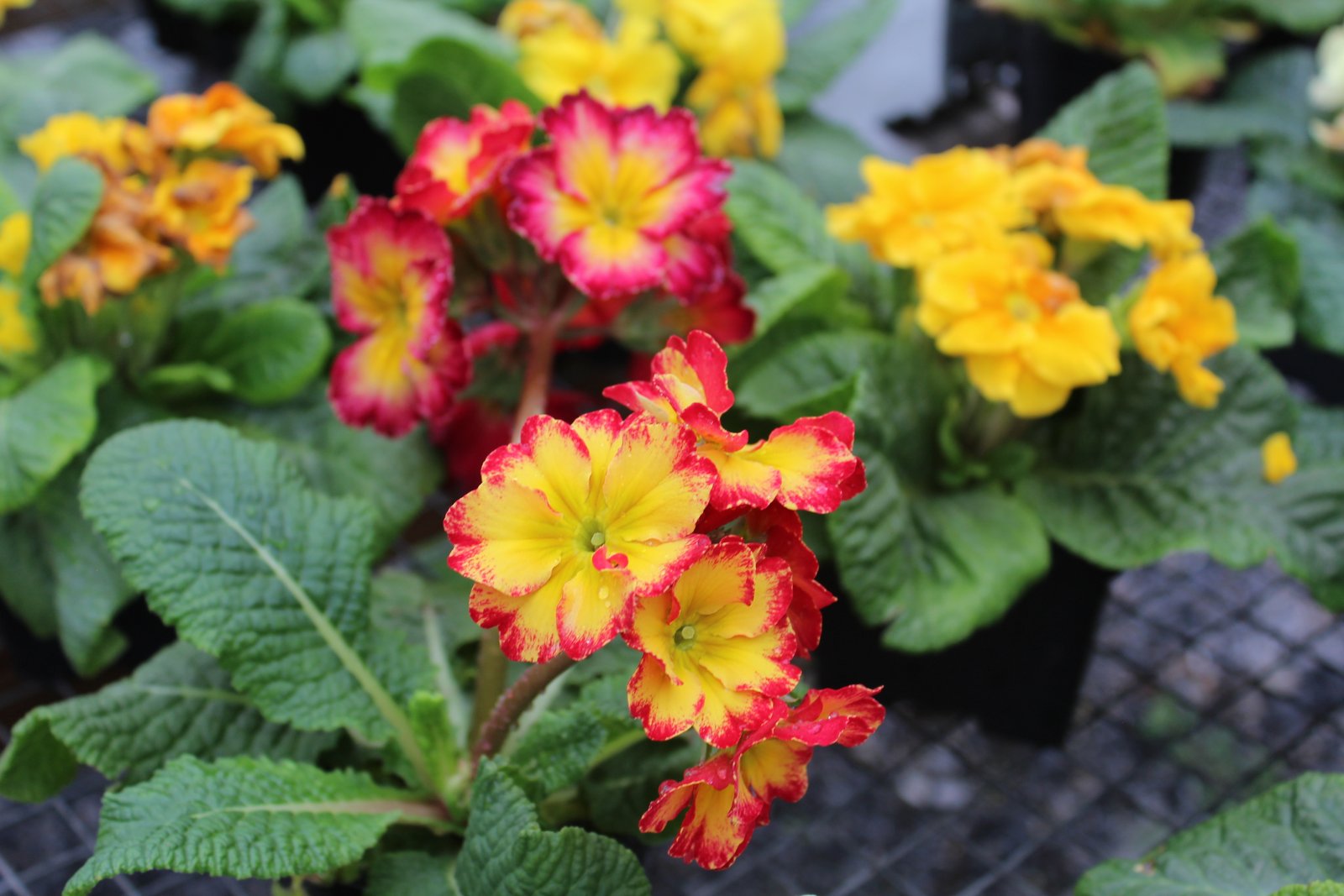 greenhouses garden centers lancaster pareal lancaster county