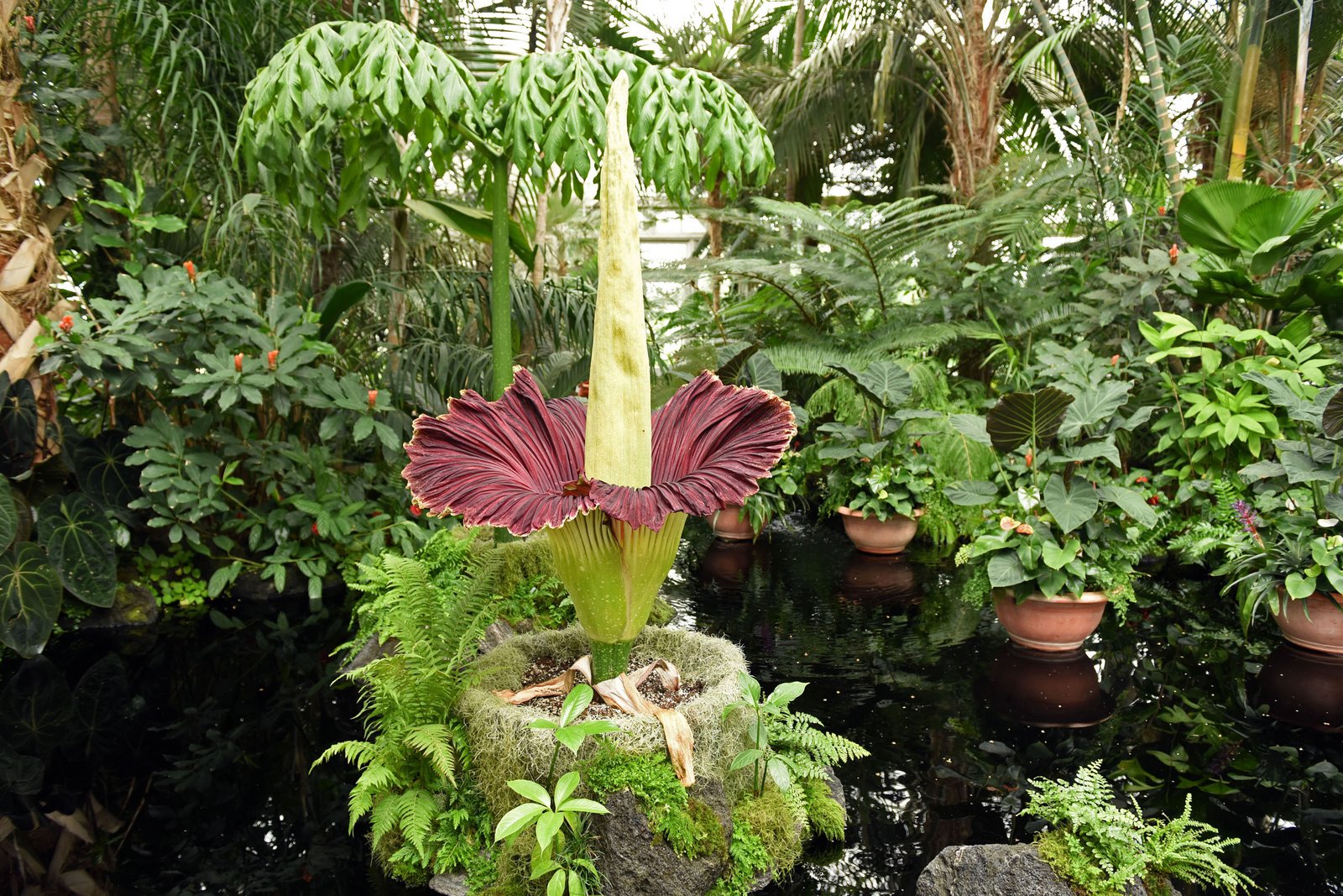 this rare flower is making nyc stink even more this summer
