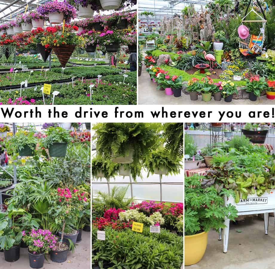 black creek greenhouses | reallancastercountyreal lancaster county