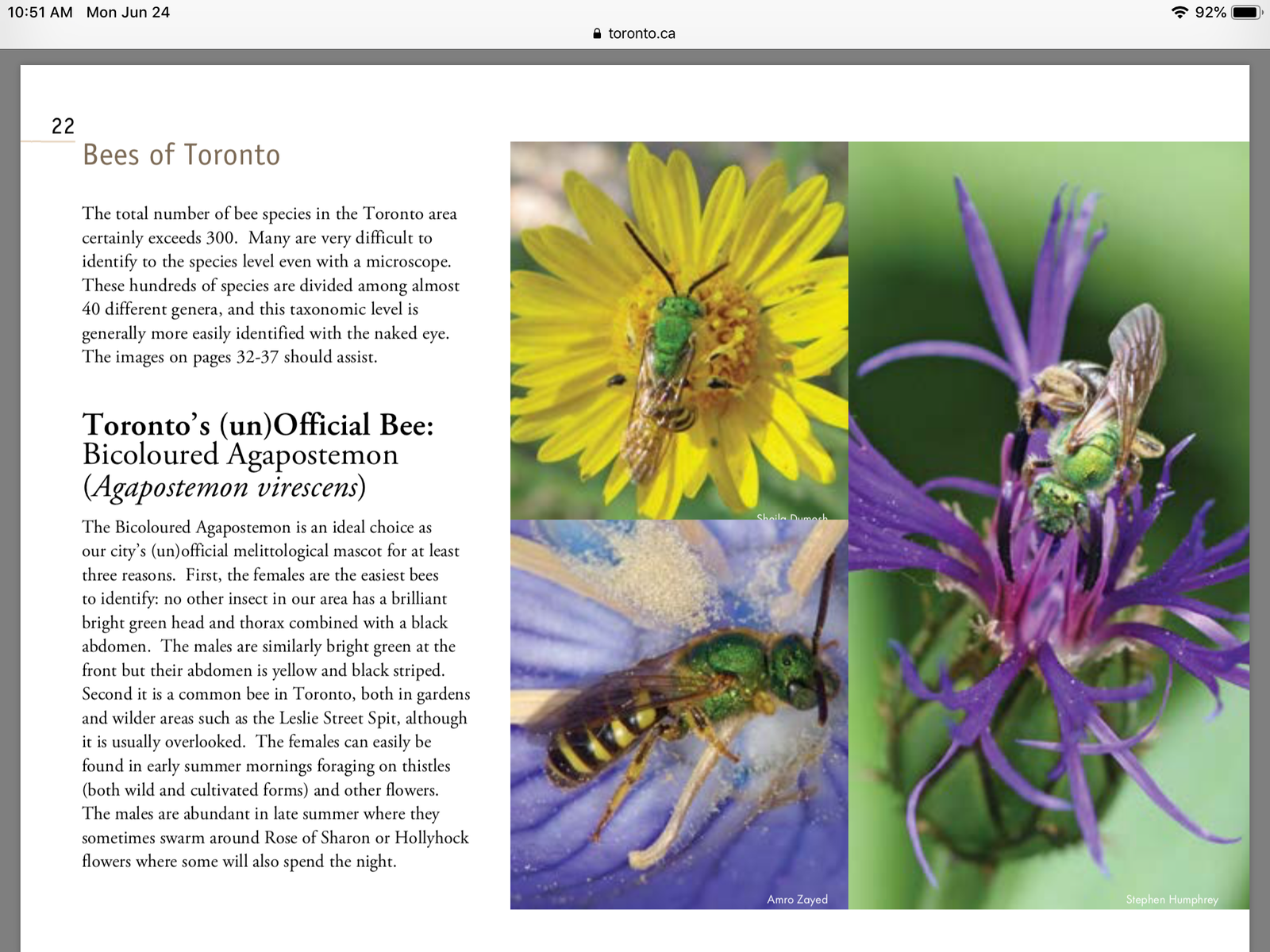 the corner pollinator garden – plant it and they will come