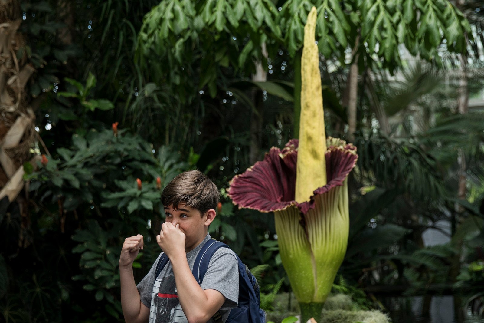 rare 'corpse flower' returns to stink up nyc this weekend