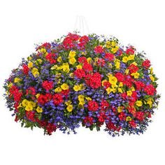 Home Sweet Home | Proven winners flowers, Container ...