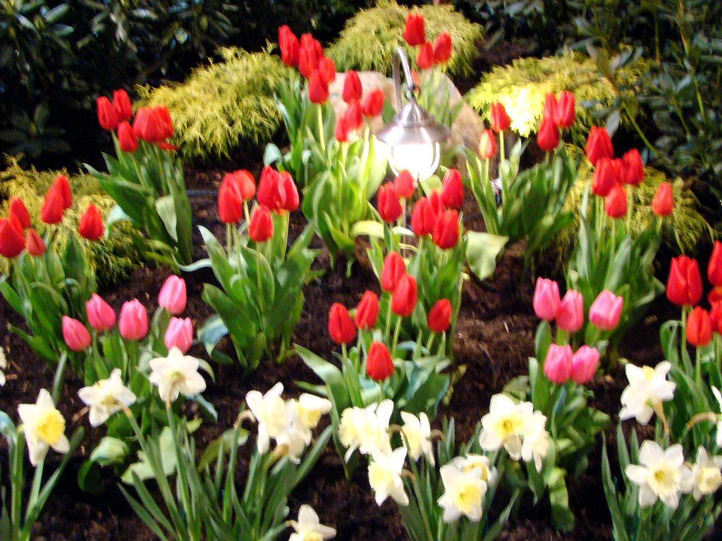 new jersey flower garden show | my favorite flower the daffo… | flickr