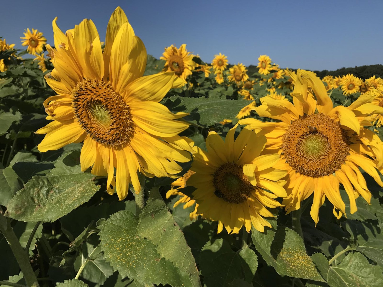 sunflower festival 2019 tickets in riverhead, ny, united states