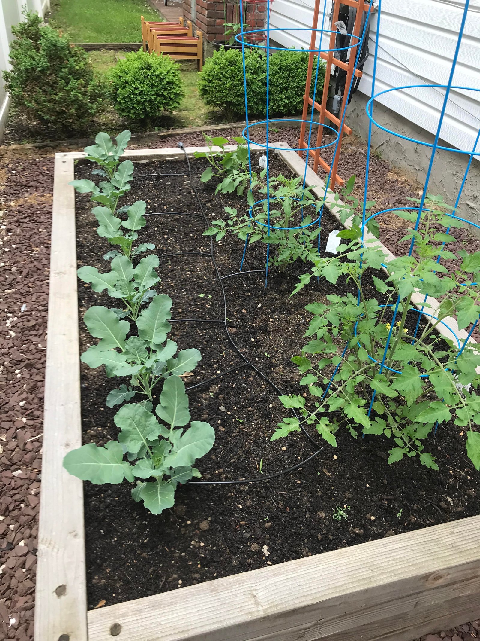 small but sufficient veggie garden : gardening
