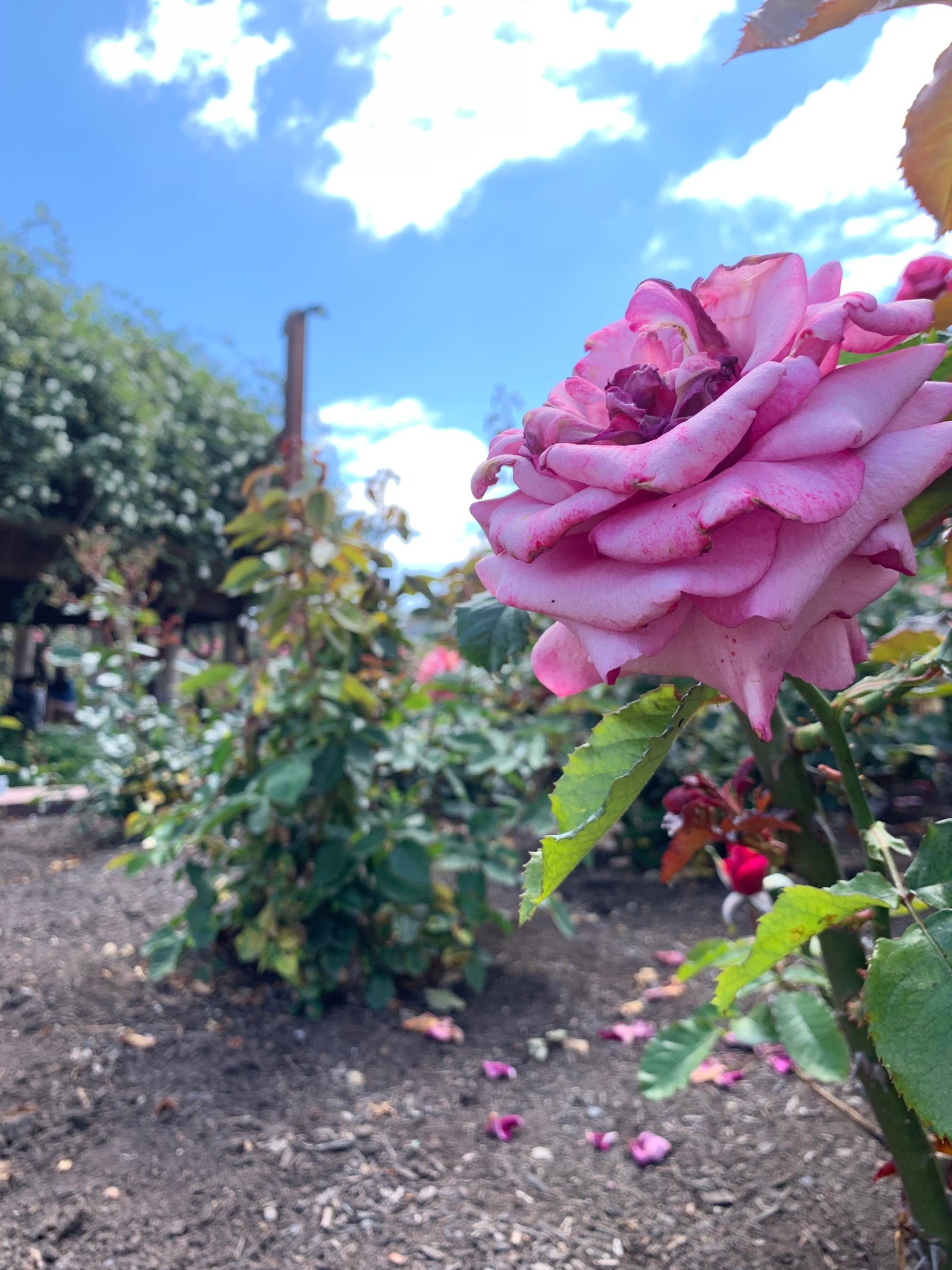 i took this picture at the san diego flower garden near balboa park