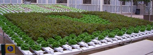 A Comprehensive Guide to Sustainable Hydroponic Farming ...