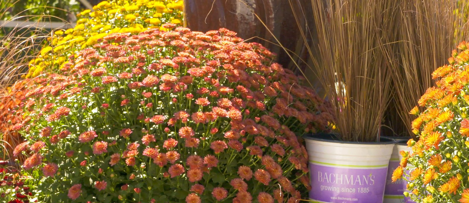 bachman's floral, gift & garden | minneapolis florist | flower