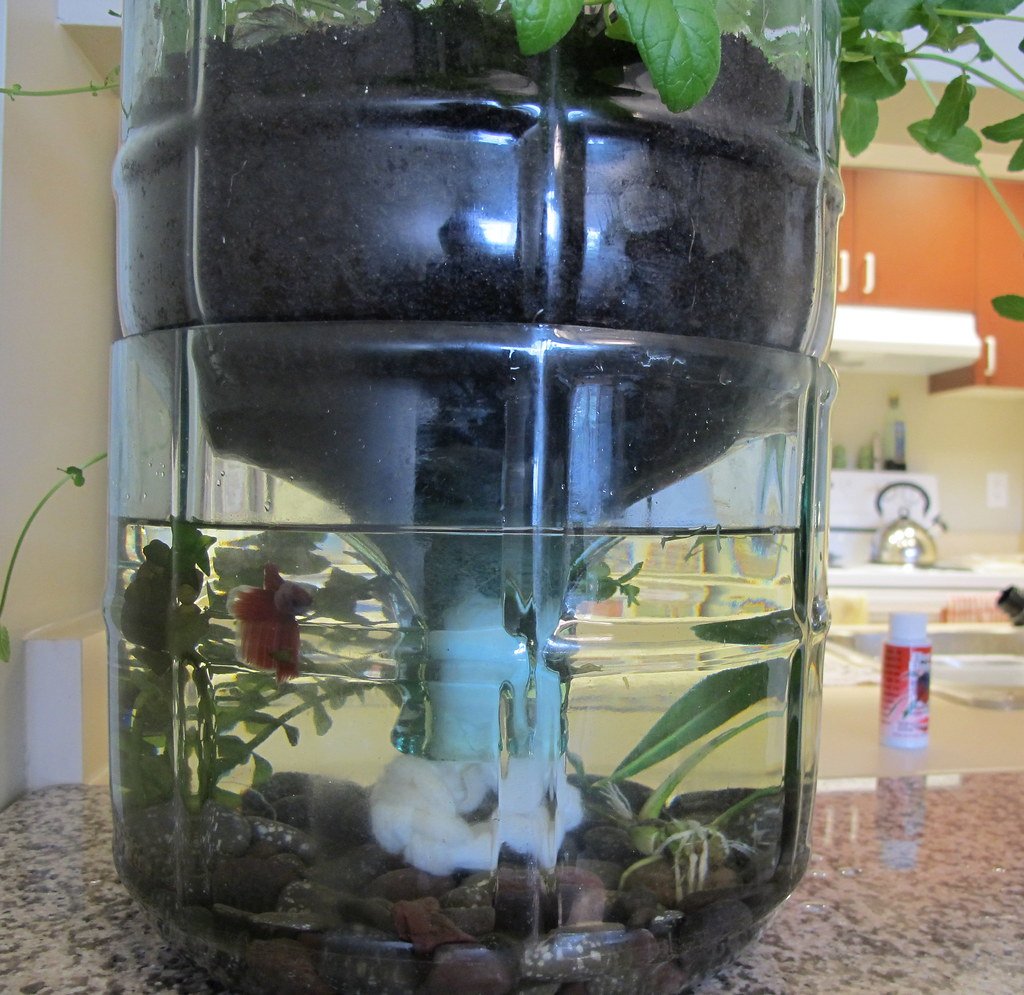 Fish + Hydroponics = Aquaponics | Anni seems to love her ...