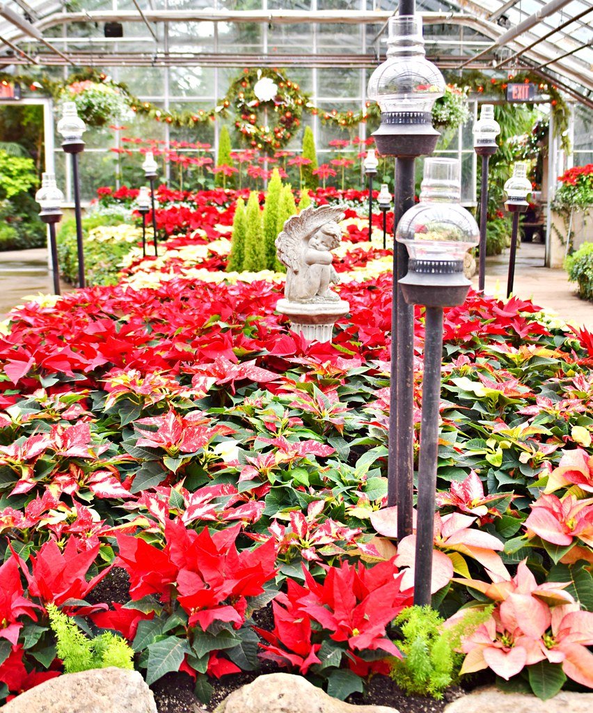 christmas flower show, centennial park conservatory, toron… | flickr