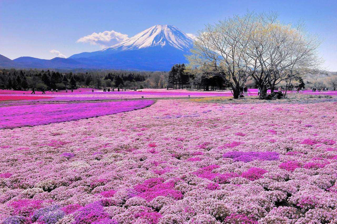 art japan beautiful flower flowers garden japanese art art-life