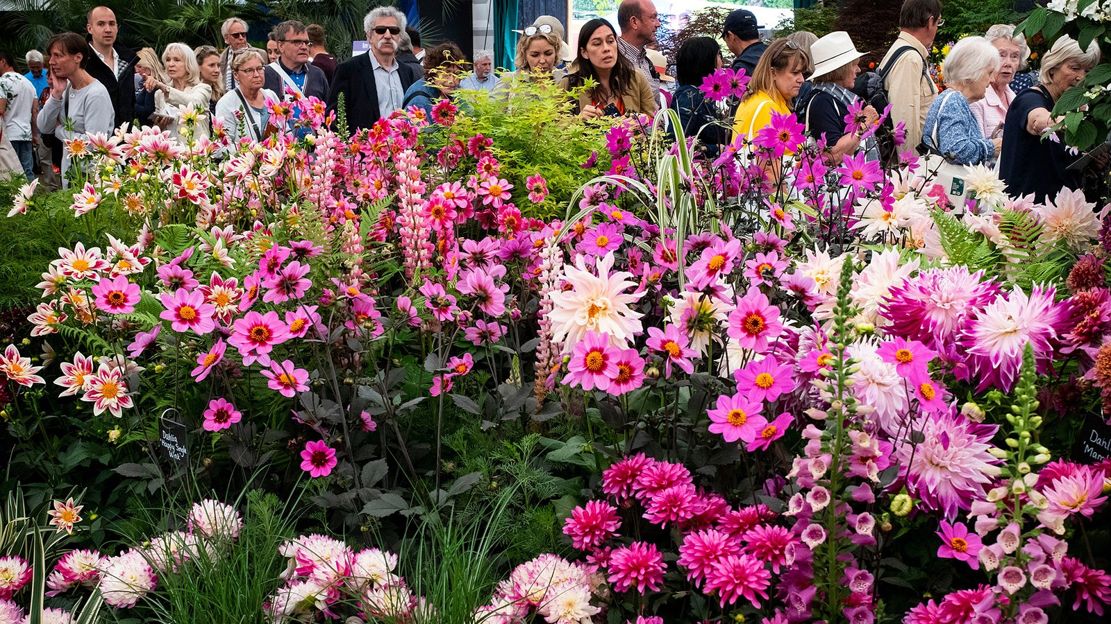 meet the new designers at the chelsea flower show | financial times