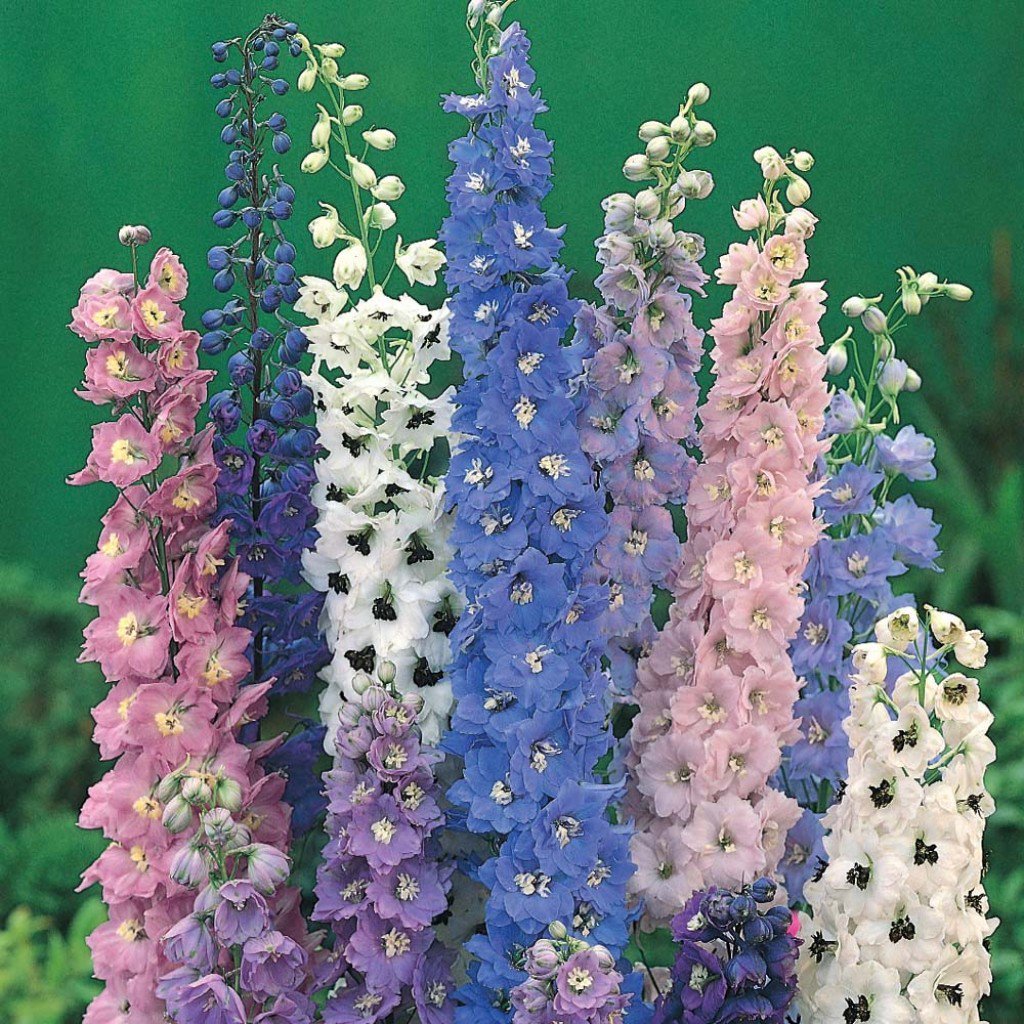 top 10 easy perennial plants to grow from seed | dengarden