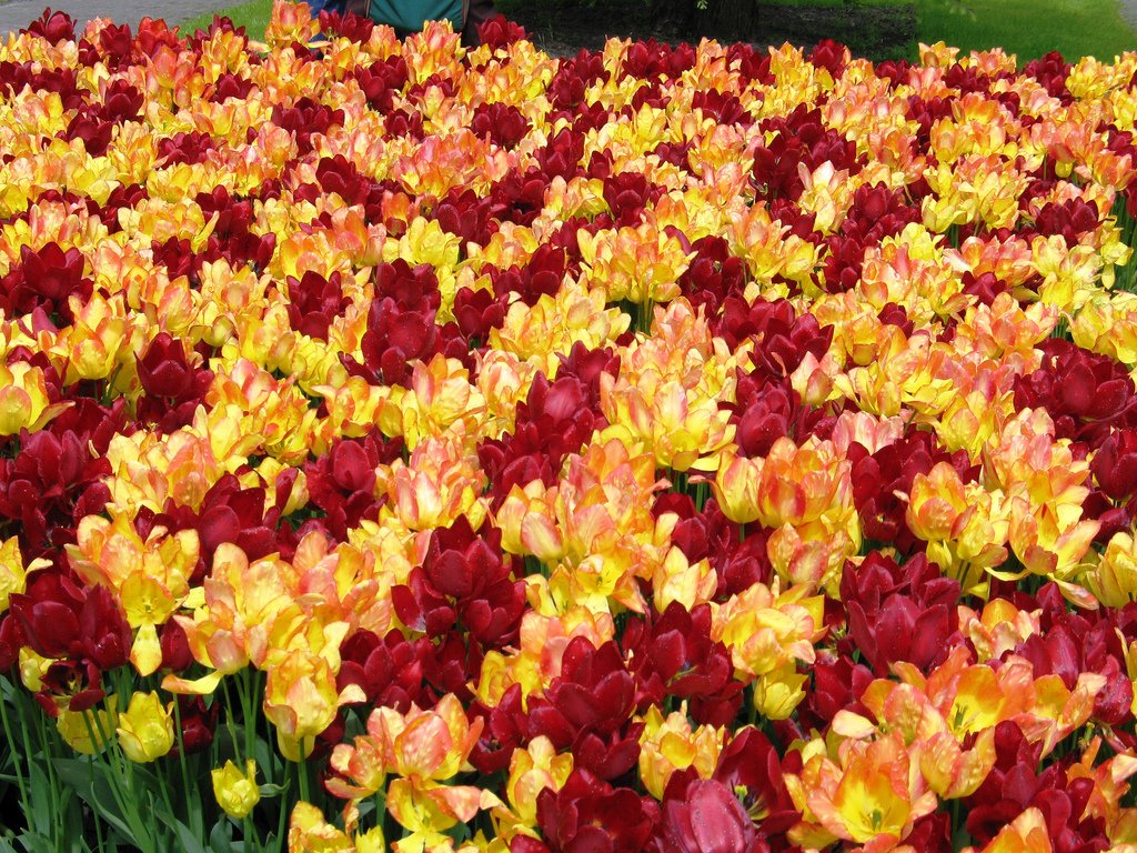 photo essay: keukenhof, the world's largest flower garden