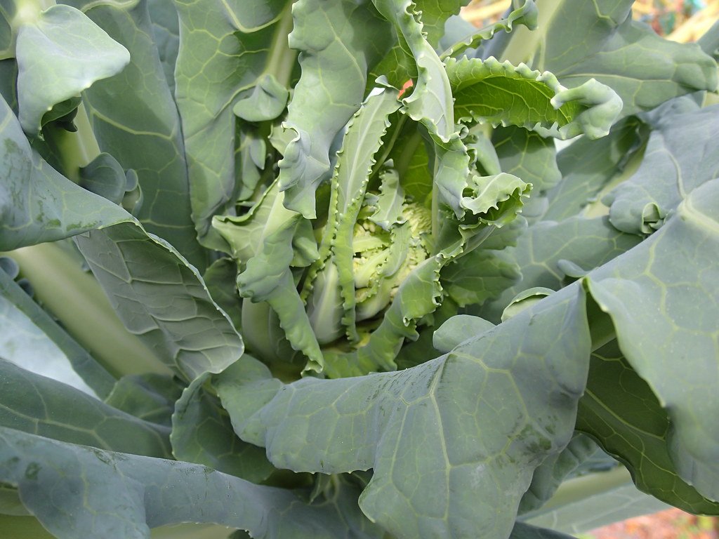 The World's Best Photos of hydroculture and hydroponics ...
