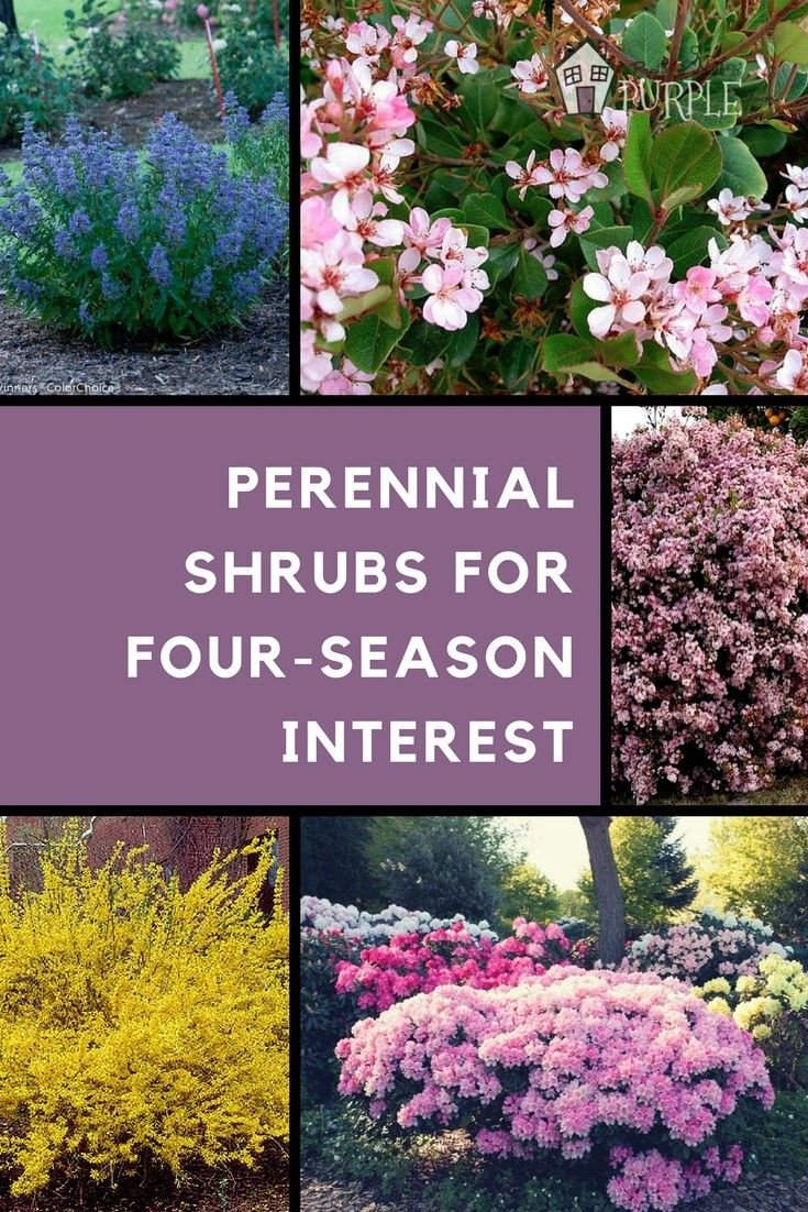 the most perfect perennial shrubs for your garden | hobbies