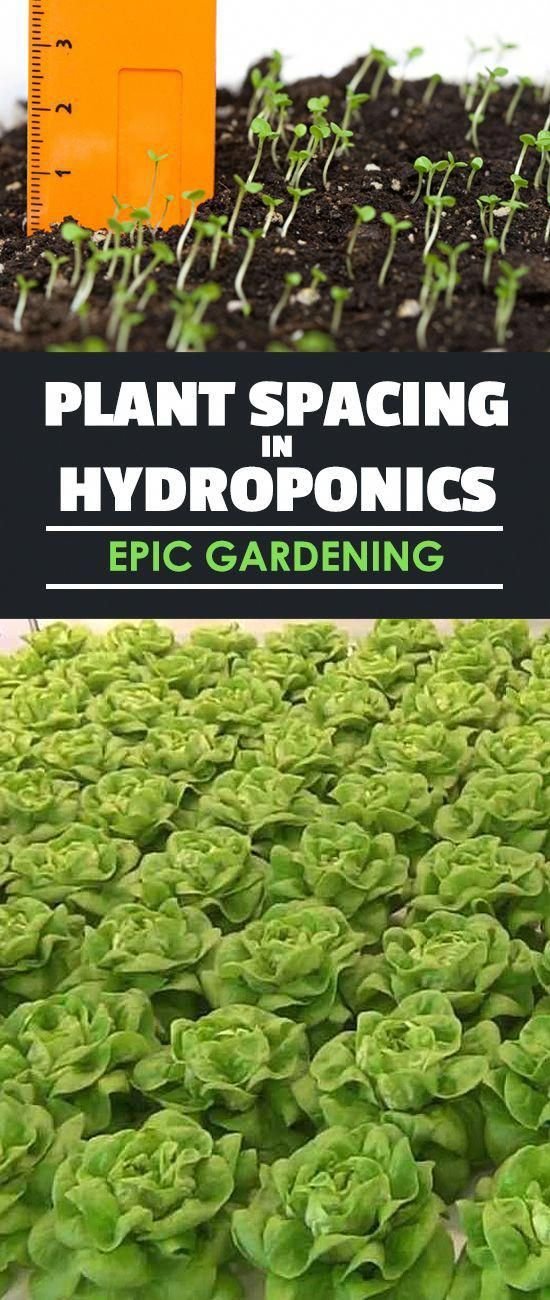 What are the differences in plant spacing in hydroponics ...