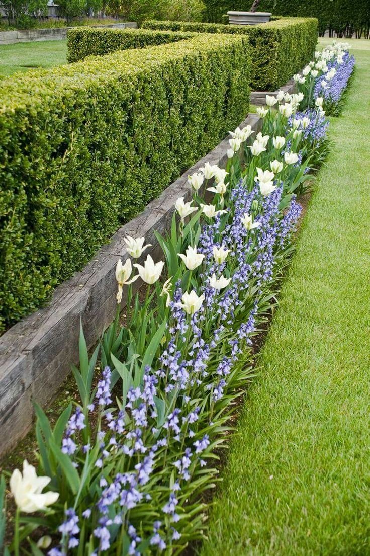 Garden hedges … | Landscaping Ideas | Garden hedges ...