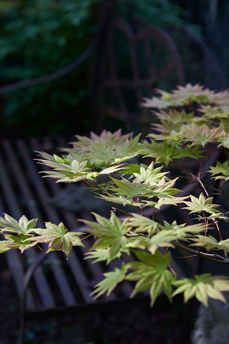 oriental garden supply llc (orientalgardens) on pinterest