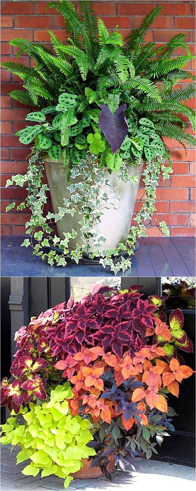 best shade plants & 30+ gorgeous container garden planting lists