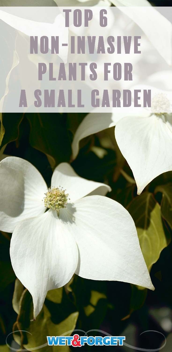 top 6 non-invasive plants that thrive in small gardens | gardening