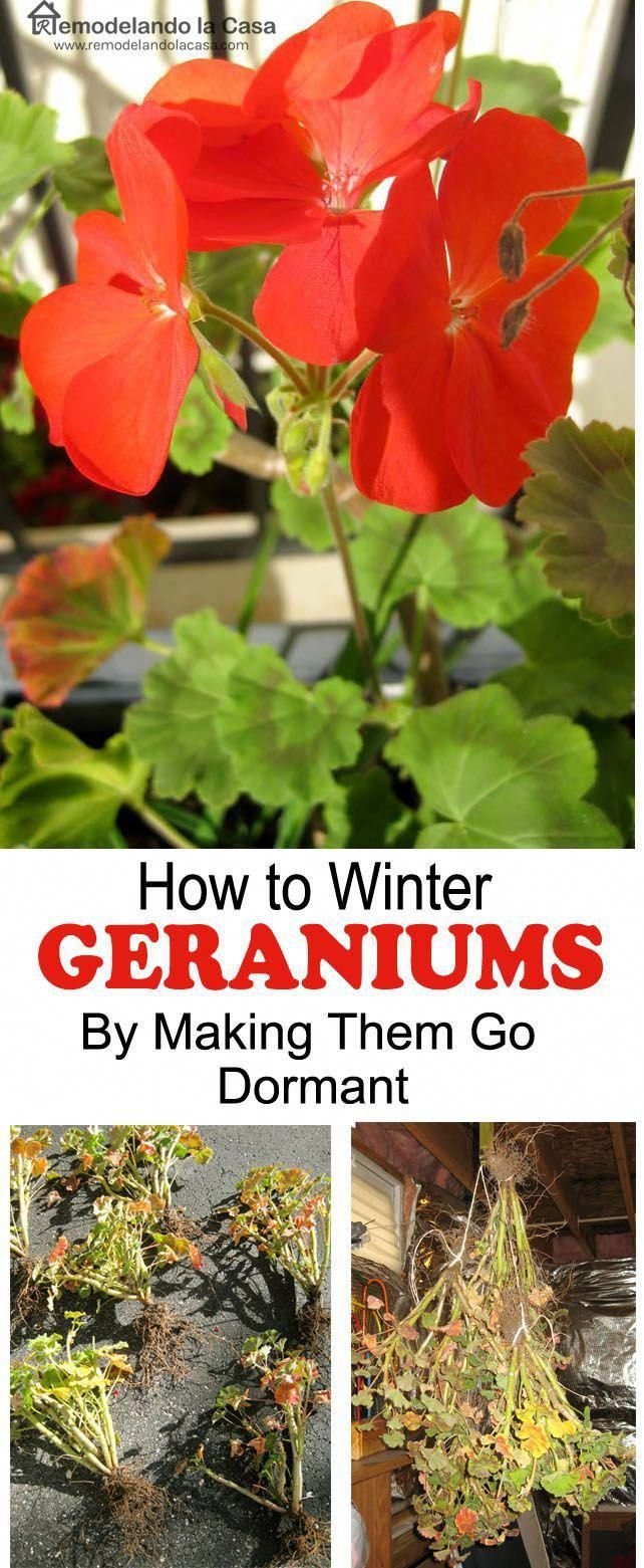 how to winter geraniums by making them go dormant | preparing lawns