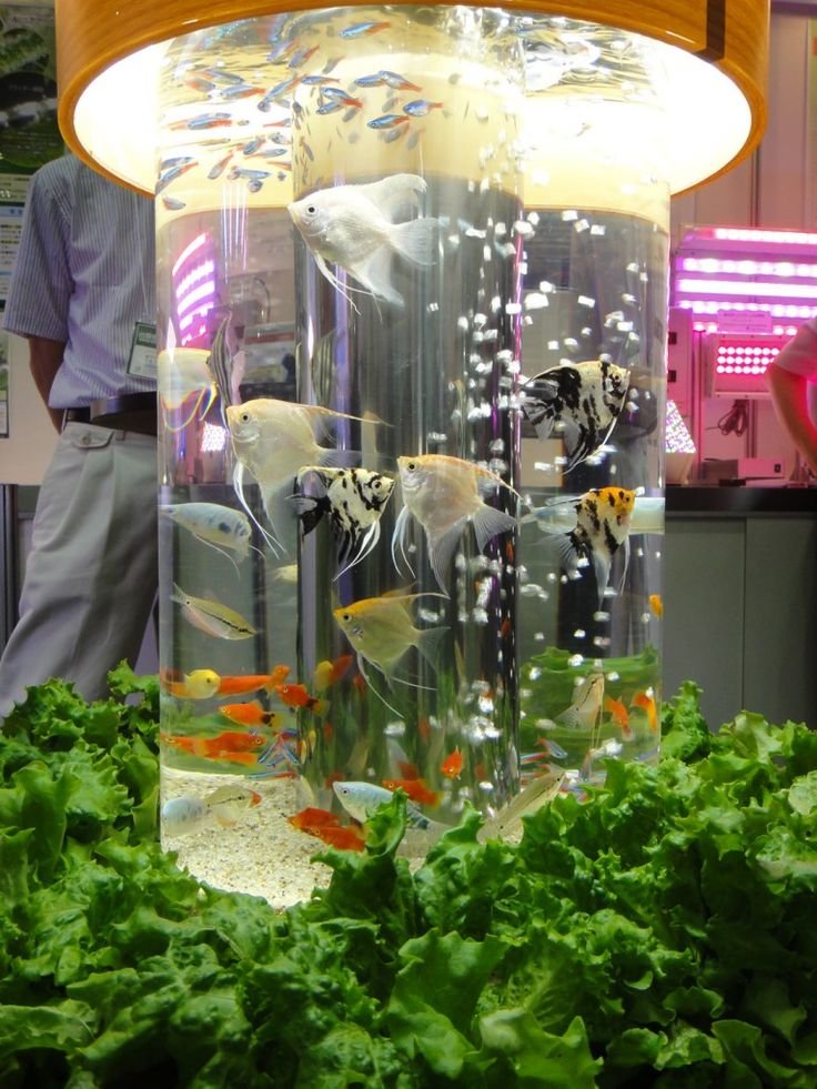 30 best Aquaponics Home Garden images on Pinterest ...