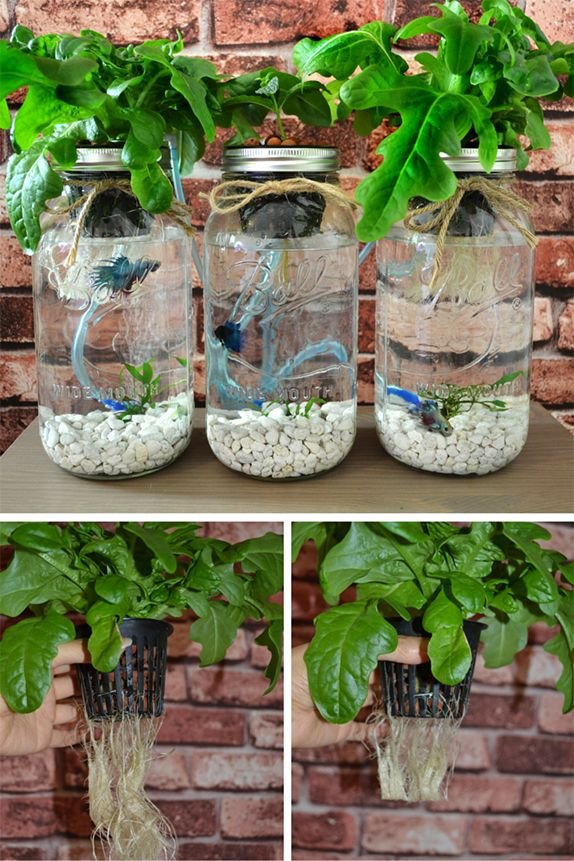 Pruning your plant roots may be necessary for a small ...