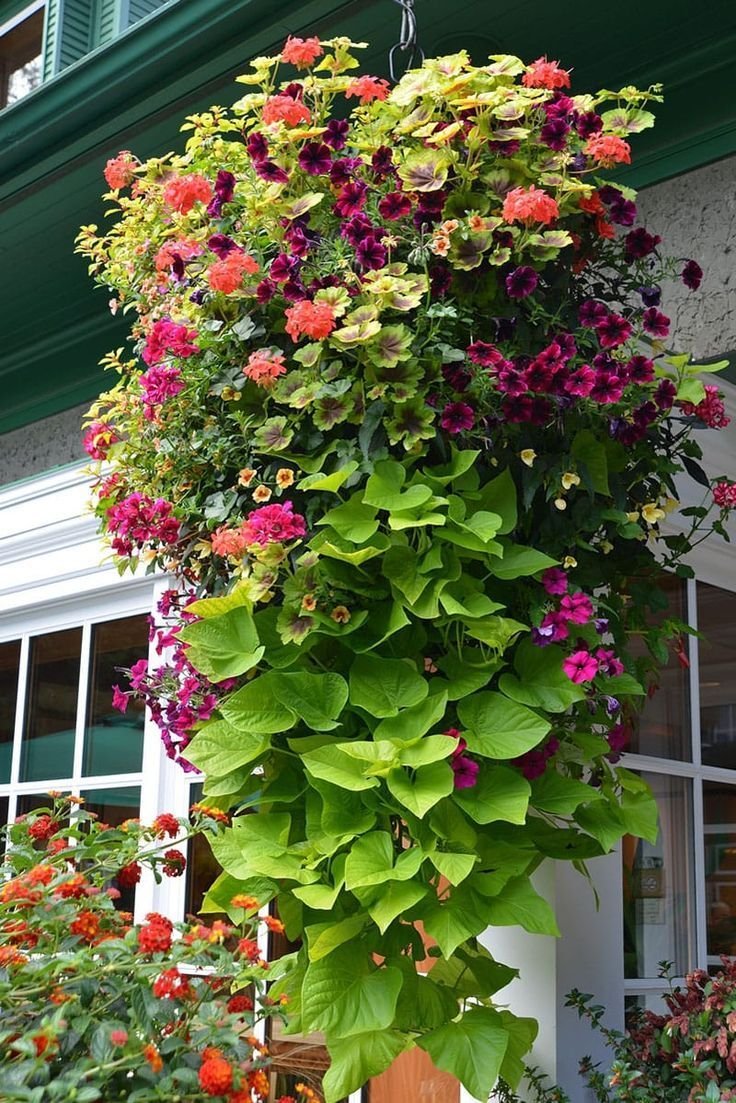 how to plant beautiful flower hanging baskets ( & 20+ best hanging