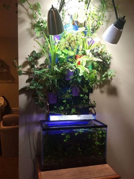 Aquarium Aquaponic Wall | Aquaponics, Aquaponics system ...