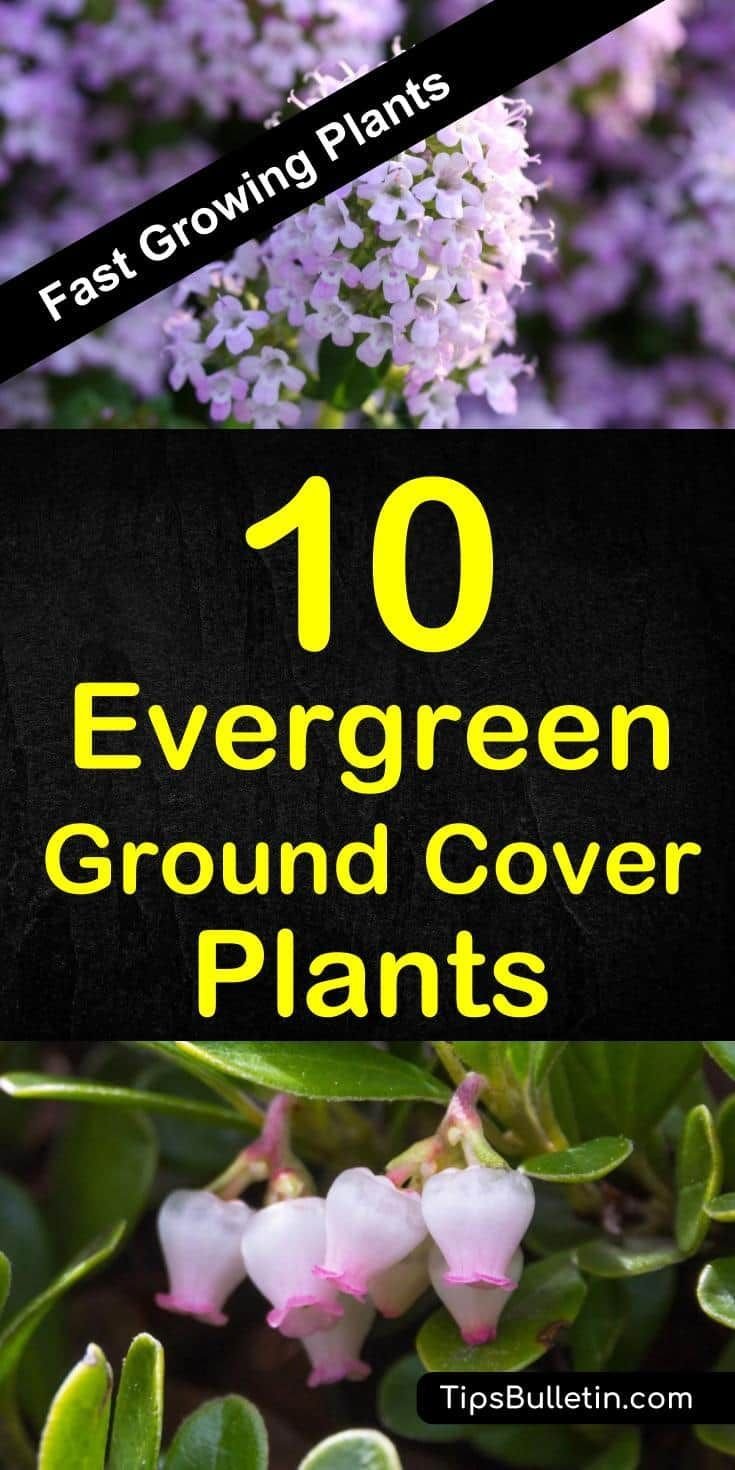 the 10 best evergreen ground cover plants that grow quickly