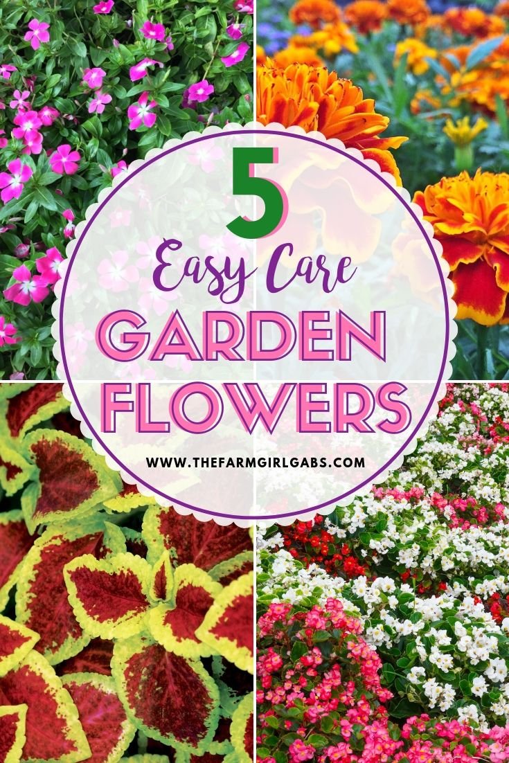 five easy care garden flowers - www.thefarmgirlgabs | on the