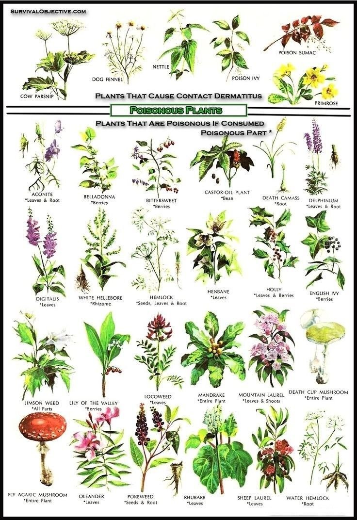 edible medicinal flower plant chart - yahoo image search