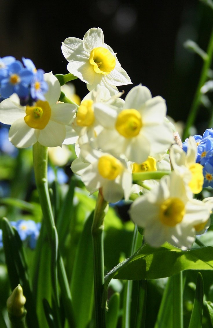 essay flower garden