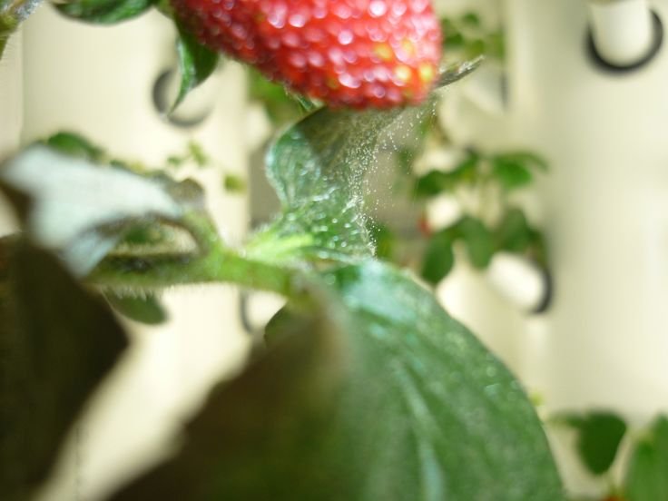 Plant Profile: Albion Strawberries | Plants, Hydroponics ...