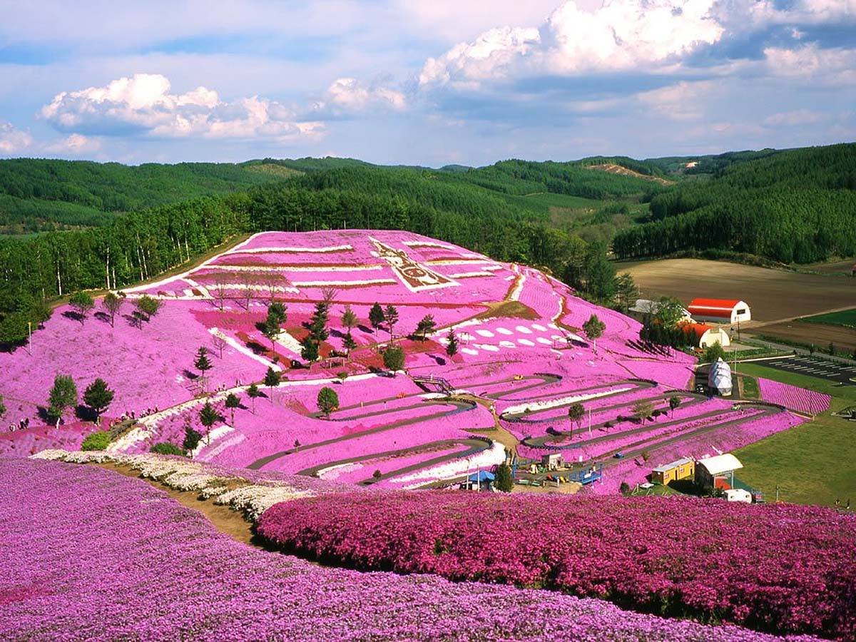 art japan beautiful flower flowers garden japanese art art-life