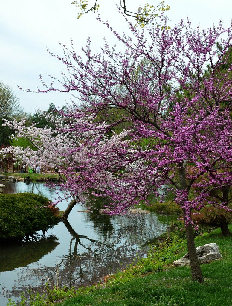 mizumoto japanese stroll garden | springfield, missouri. apr… | flickr