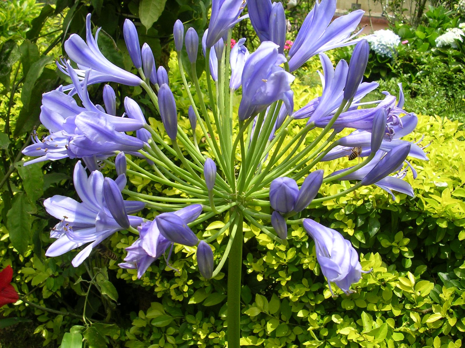 groveflora online gardening supplies india, buy flower bulbs