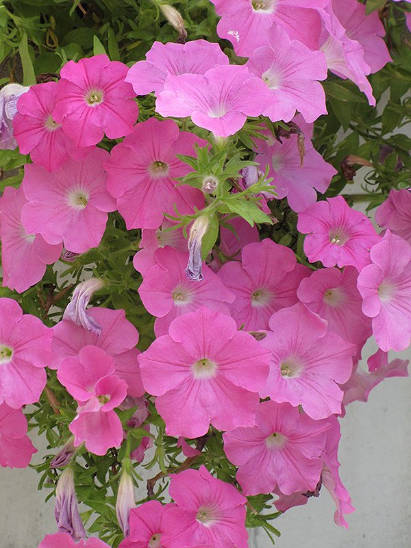 Wave Pink Petunia (Petunia 'Wave Pink') in Greensboro High ...