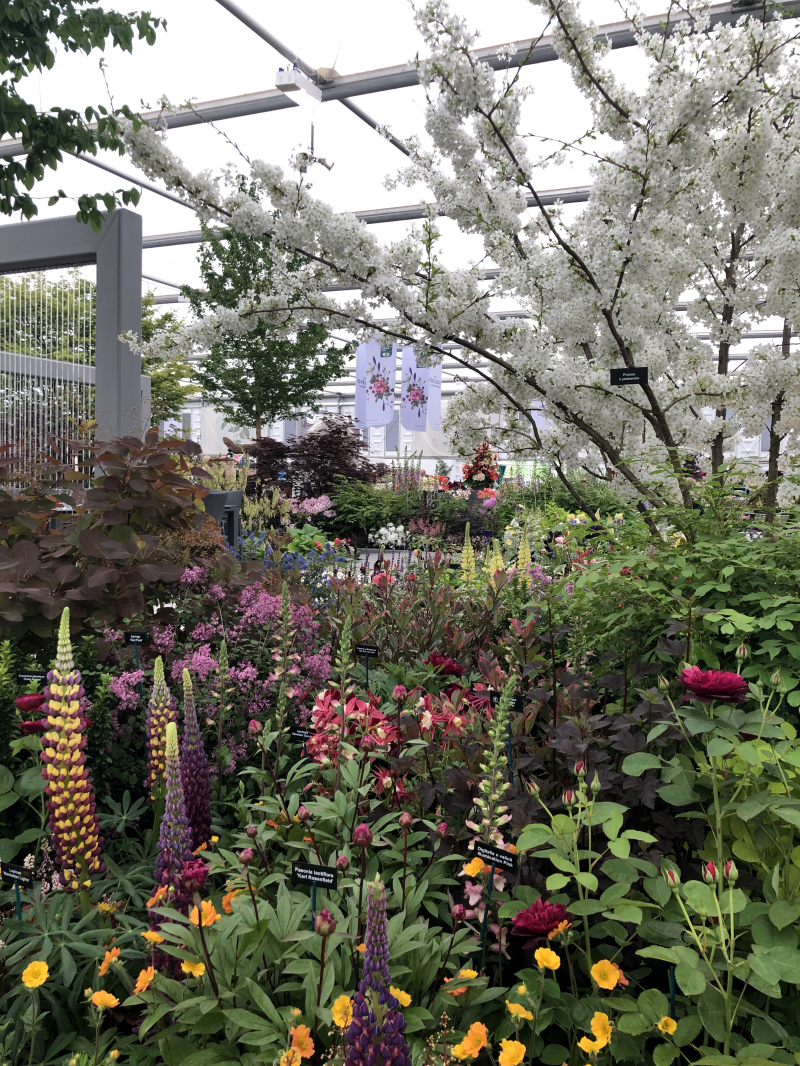chelsea success for hillier and greenfingers