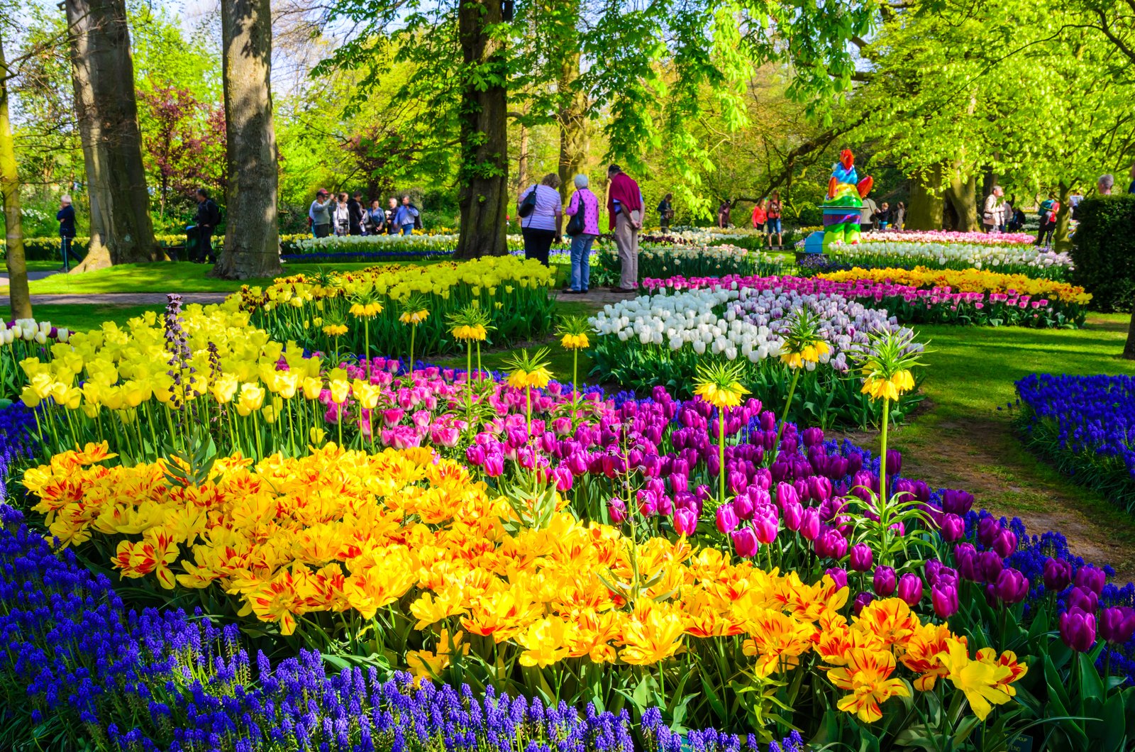 dutch bulbfields & delights of amsterdam