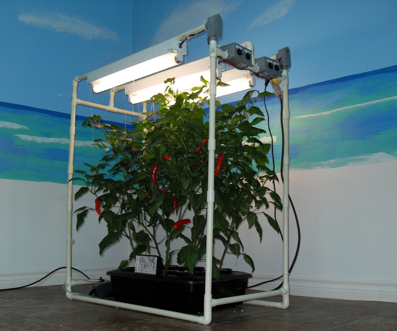 My Indoor DWC Hydroponics System