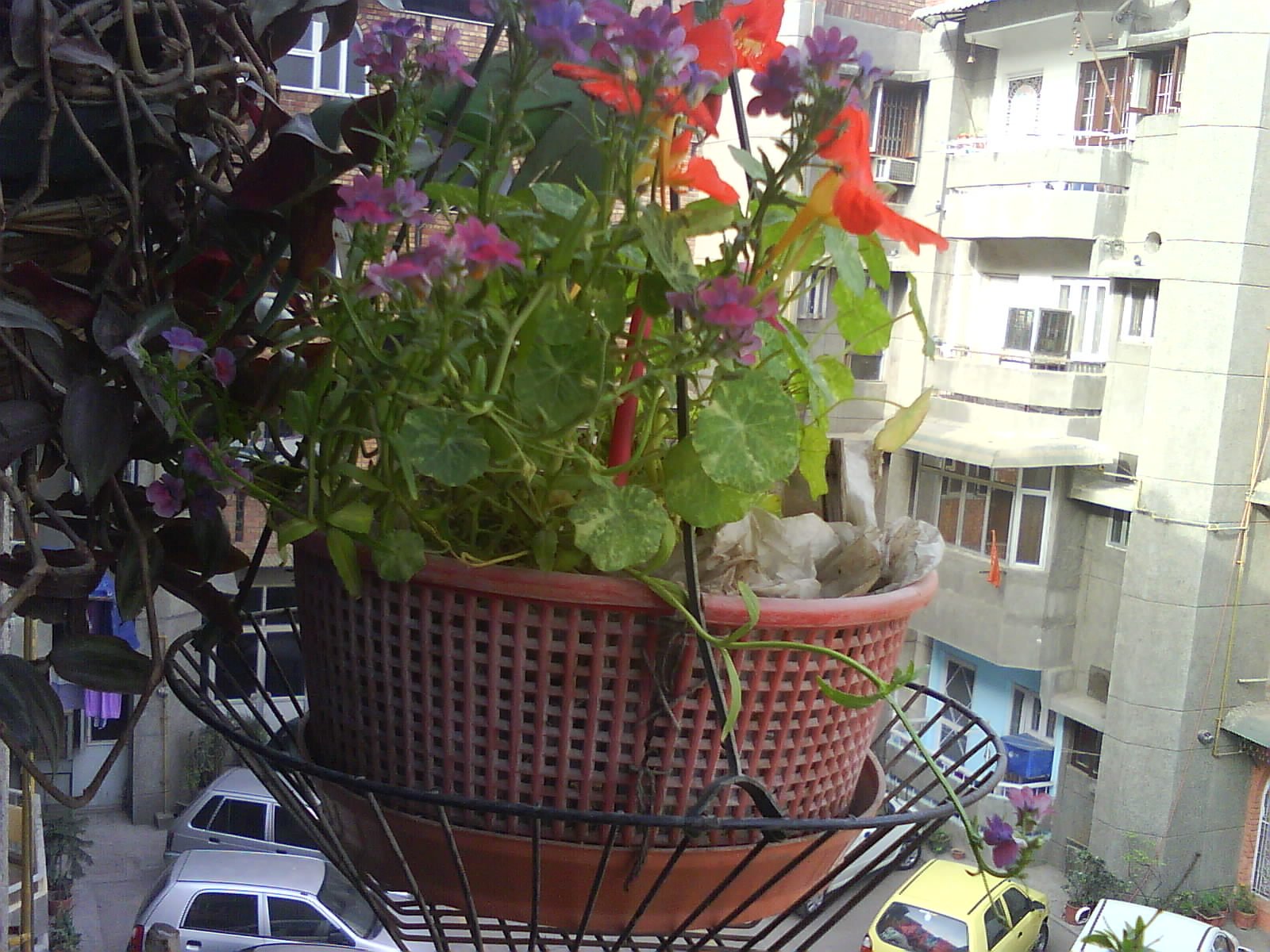 groveflora online gardening supplies india, buy flower bulbs