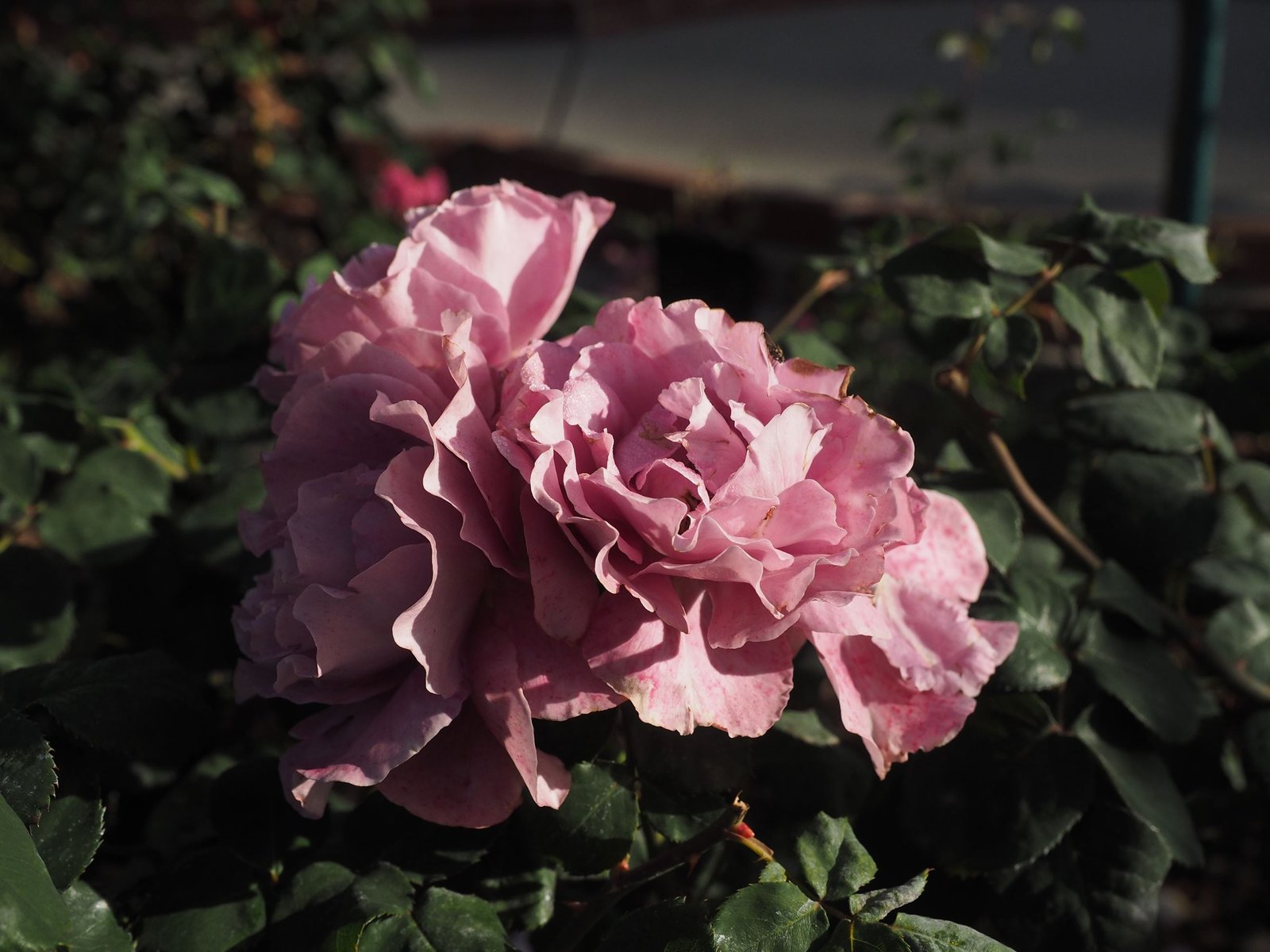 rose details | woodland library, ca