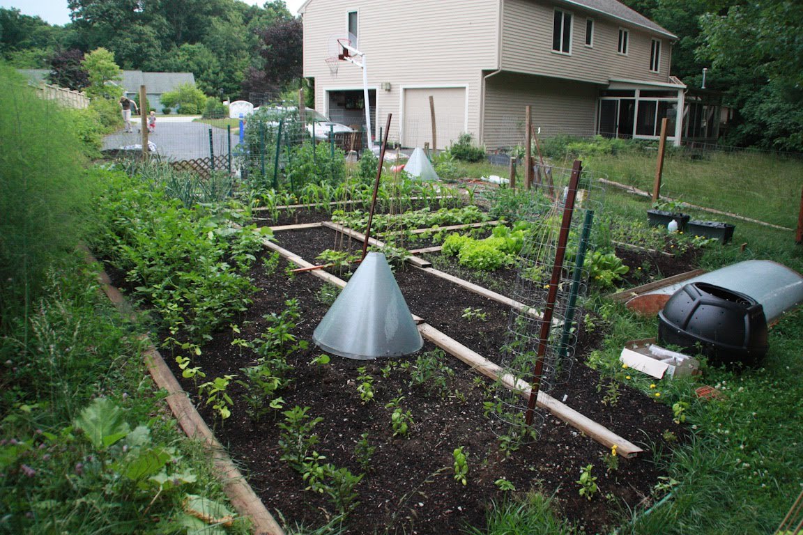 the clueless gardeners - a garden blog: what a difference a vacation