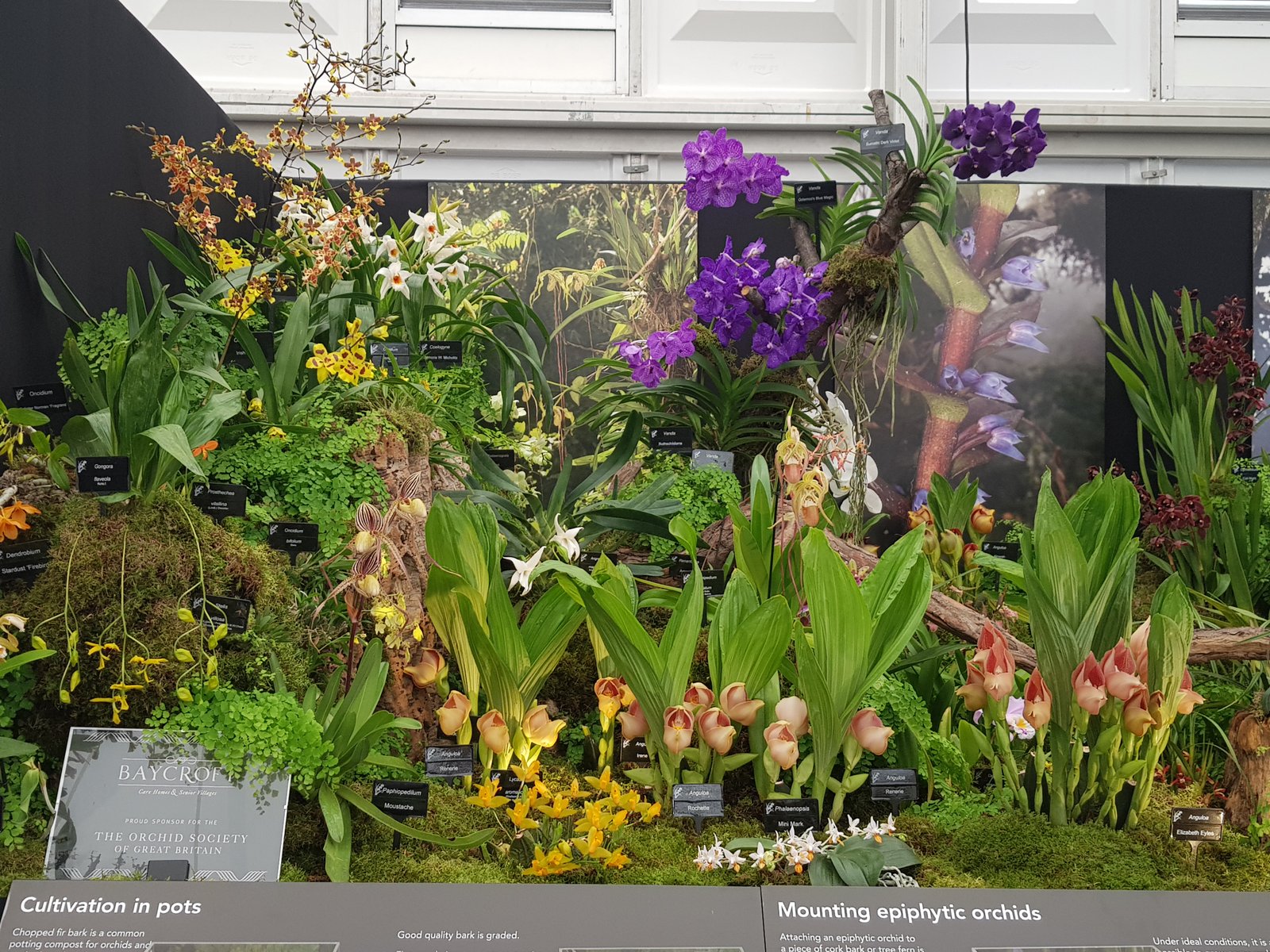 may 2019: baycroft sponsor gold medal winning exhibit at chelsea