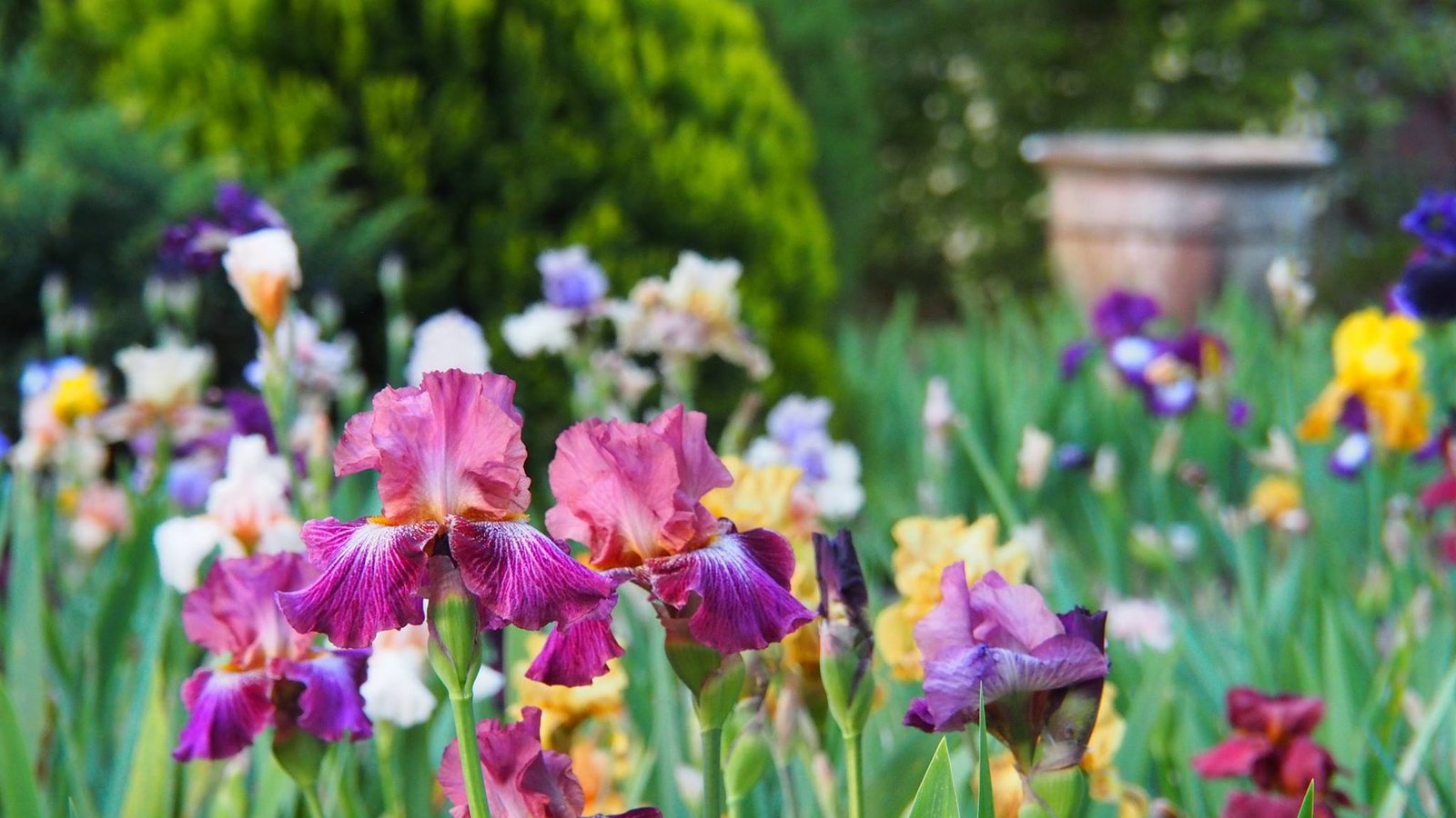 adelaide hills - spring gardens in the hills