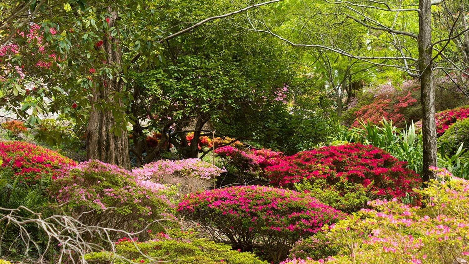 adelaide hills - spring gardens in the hills