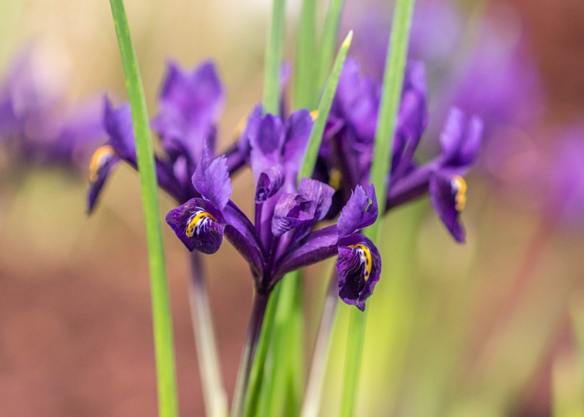 discover the beauty of balance at the boston flower show | angie the